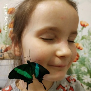 #Дети_бабочки: СОНЯ, лягушка Ангелина, тропические бабочки и ЖИЗНЬ
